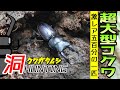 こんなコクワはめったに採れない‼今が旬のクワガタ採集【クワガタムシ】