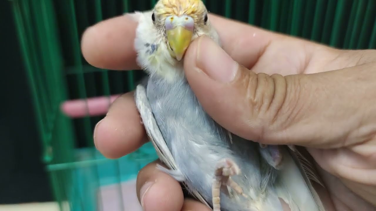 اعراض البرد وطريقة علاجه بشكل صحيح وافضل علاج