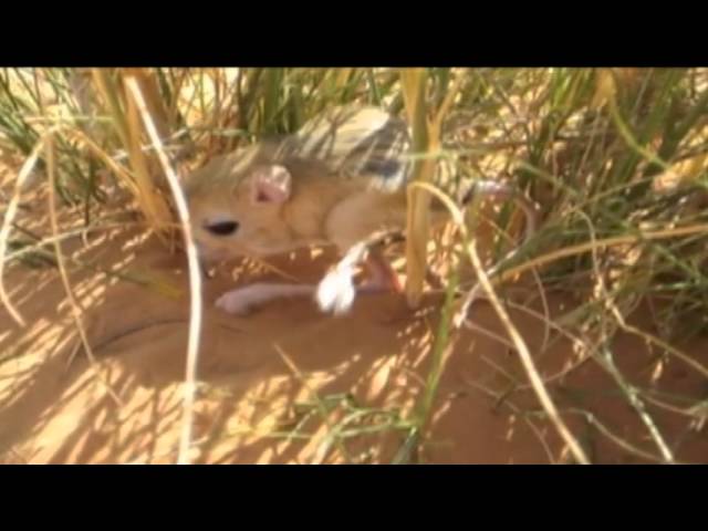 Пустыни России