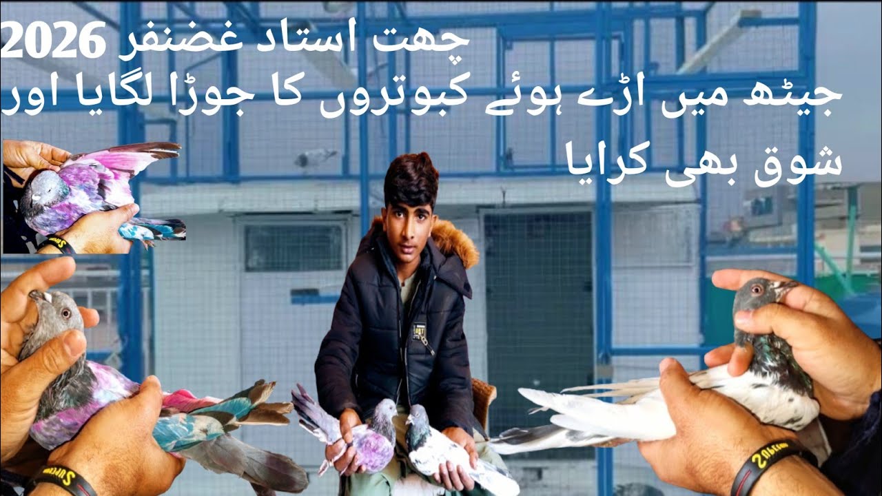 Yesterday’s Struggle, Today’s Success 🔥 Jet Champion Pigeon Pair Installed on Rooftop Mughal pigeon 