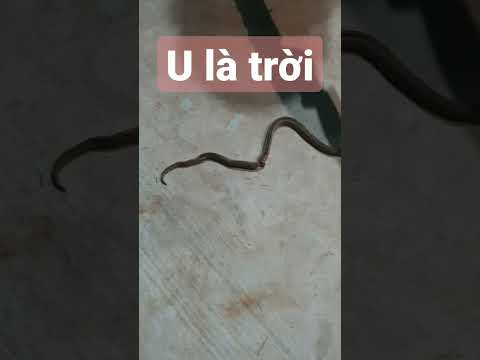 Video Hú hồn phát hiện RẮN bò vào nhà | Hà Hà TV #shorts - youtube