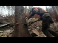 Těžba dřeva/wood cutting (STIHL MS 462) 3-2020