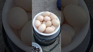 #birds #egg #duck #satisfying #chicken #shayxrahmatullohtermiziy
