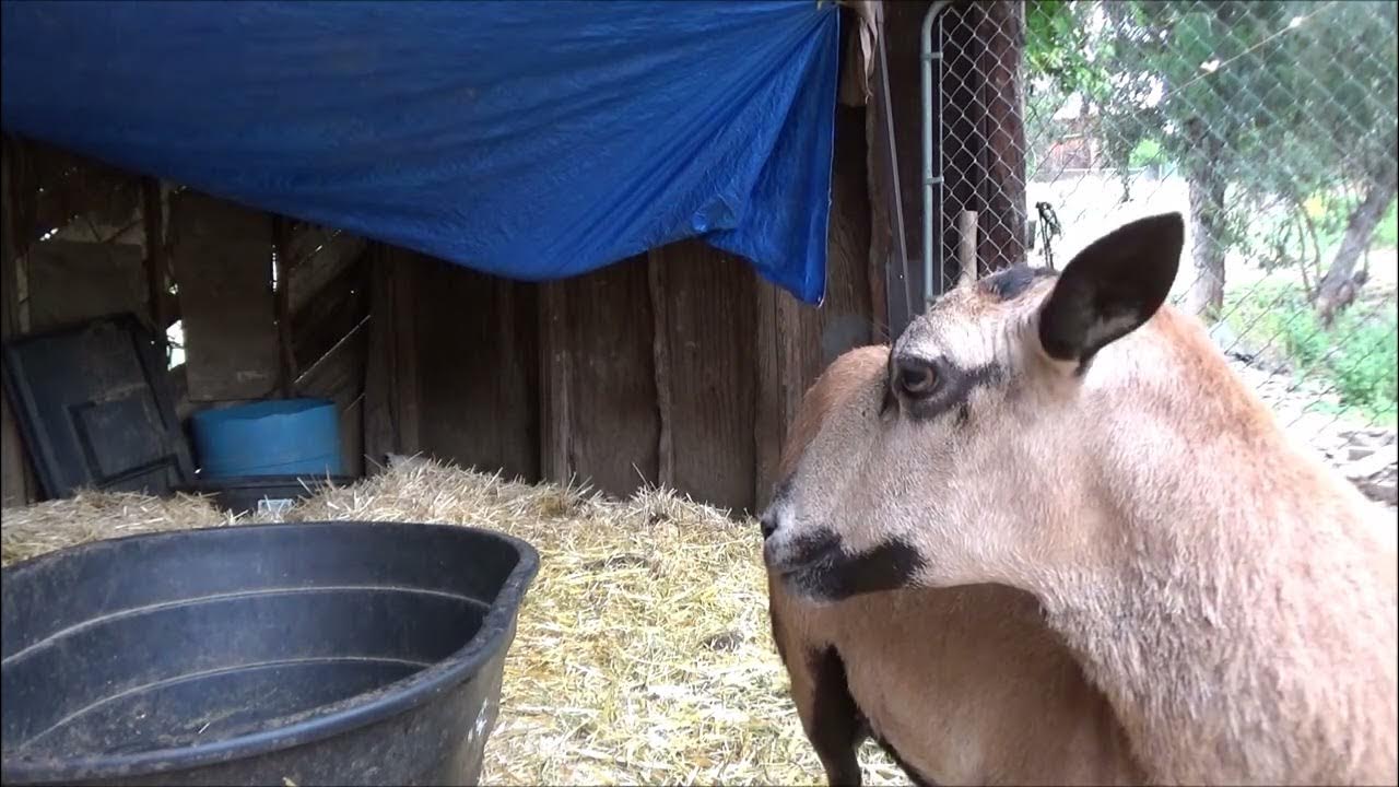 HOBBY FARM SheepLambs Crowing Roosters. BARN STREAMING. Pet Sounds