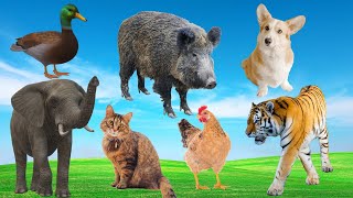 Interesting animal sounds: cat, duck, dog, horse, elephant  Adorable animals