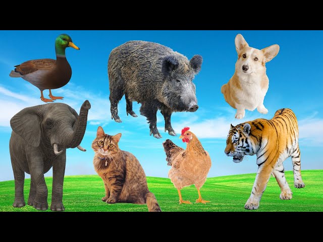 Interesting animal sounds: cat, duck, dog, horse, elephant - Adorable animals class=