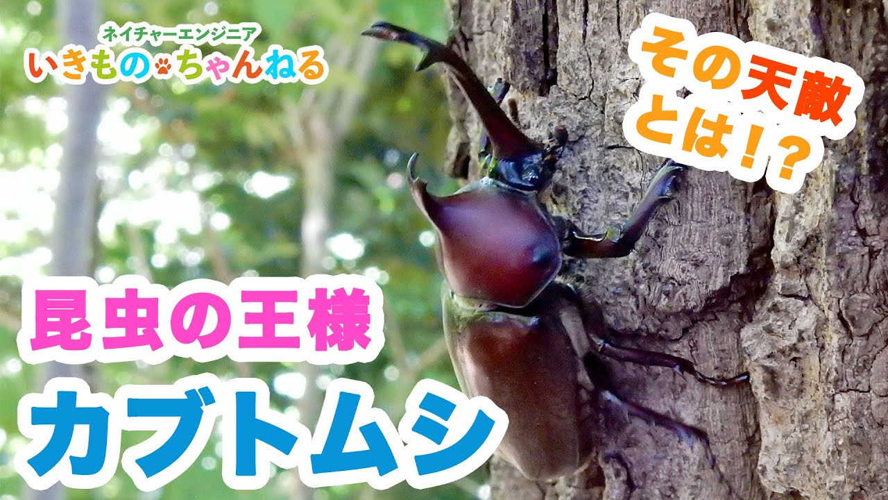 カブトムシ 強くてかっこいい昆虫の王様 カブトムシの天敵とは Youtube