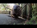 Busy Beavers Gnaw Logs And Snacks