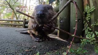 Busy Beavers Gnaw Logs And Snacks