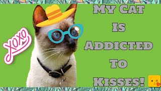 My Cat Is Addicted To Kisses! 😹😻😽💋💋 by SNOWY THE MAGNIFICAT 109 views 2 years ago 1 minute, 8 seconds