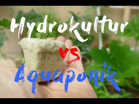 Video: Unterschied Zwischen Hydroponik Und Aquaponik