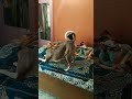 DEV..B 🌟 🌟 🌟. . dogs have some fun.#viral #doggielife #funnyanimals #love #entertaininganimals .