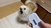 無駄吠え インターホンの音に吠える犬を一瞬で黙らせる方法を実際にやってみた 犬のしつけ Youtube