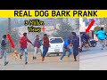 Real Dog Bark Prank | Prank in Pakistan | Smarties Prank TV