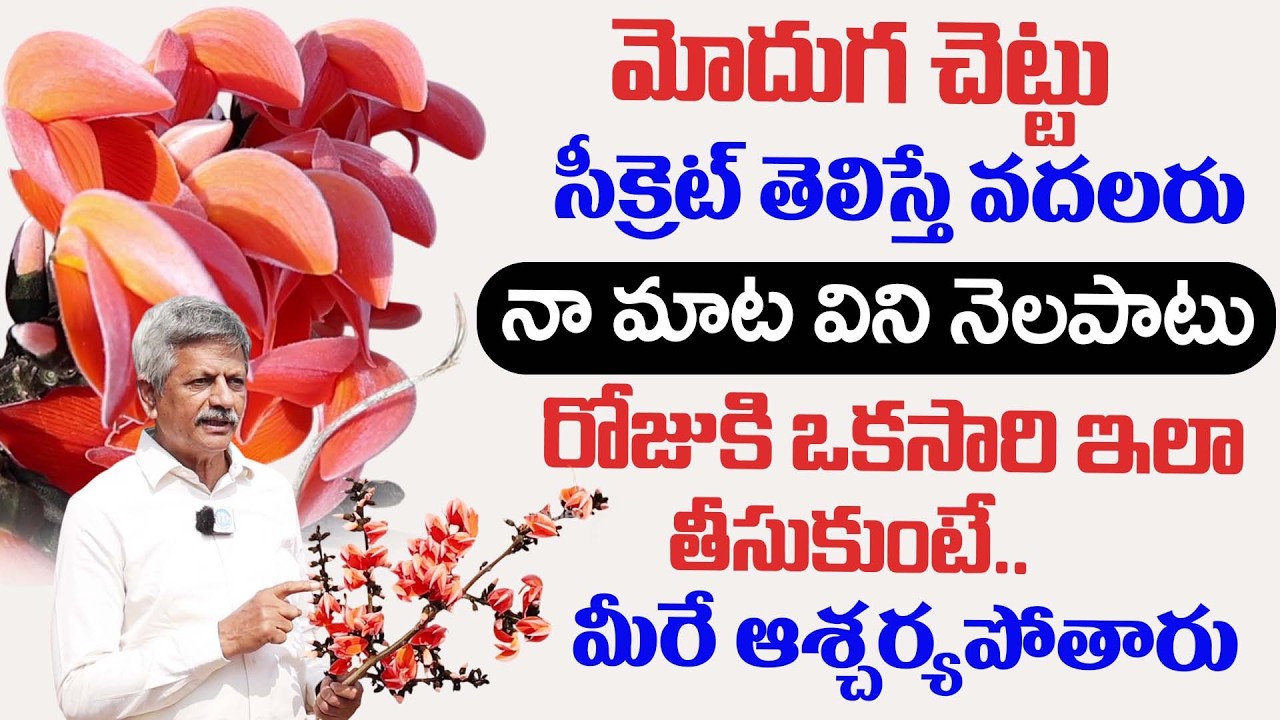 మోదుగ చెట్టు అద్భుత ఉపయోగాలు .. | Uses Of Moduga Chettu | Anjaneya Raju | iDream Health