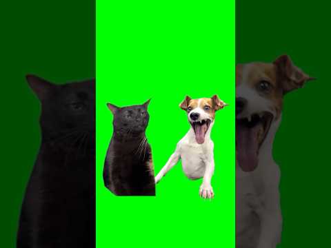 Green Screen Laughing