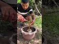 New Grafting Technique: Grow Bigger Guava Fruits by Grafting Guava with Orange Tree |Plant Grafting