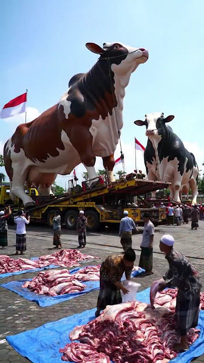 MasyaAllah! A Giant Cow As Tall As A House Is Present At The Largest Qurbani in Indonesia 🇮🇩🐄 #sh...