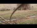 طريقة صيد طائر الحسون بشبكة في لمغرب