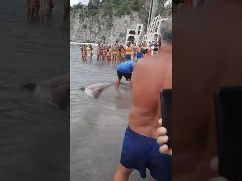 Squalo ritrovato sulla spiaggia Salerno, sorpresa tra i bagnanti