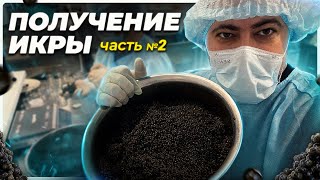 Получение икры Часть 2🐟