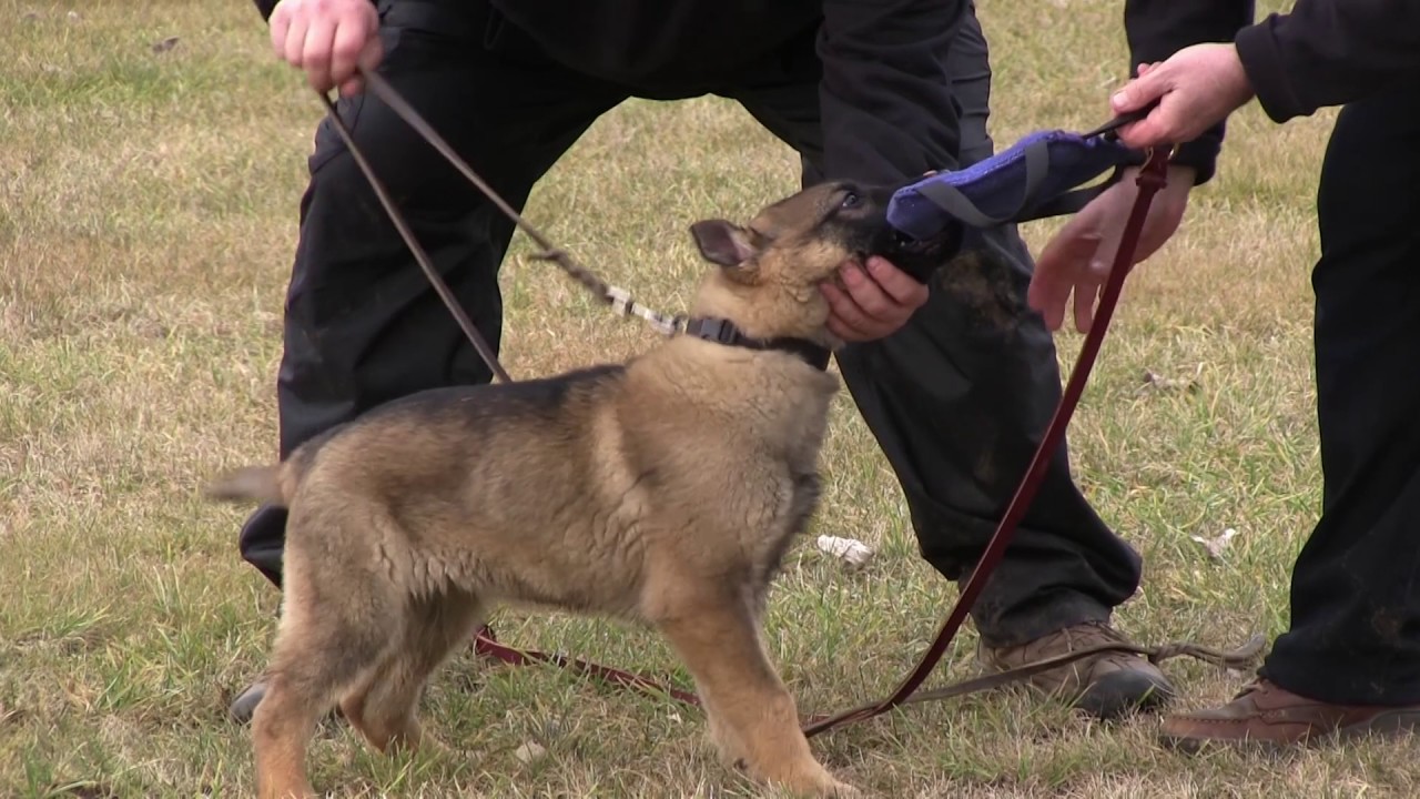 Protection Dog Introduction to Bite Work at 12 weeks old YouTube