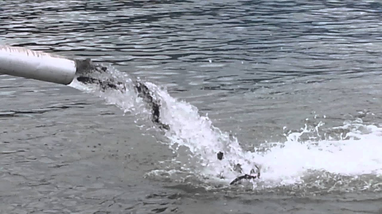 We watched the Trout at Detroit Lake Oregon YouTube
