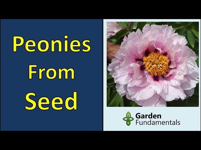 When Peonies Go to Seed - Laidback Gardener