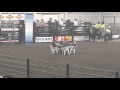 Bull Poker- hell on hooves rodeo