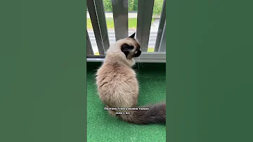 Нужно ли выгуливать кошку?