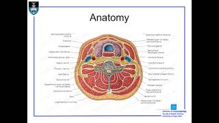 Penetrating Neck Trauma