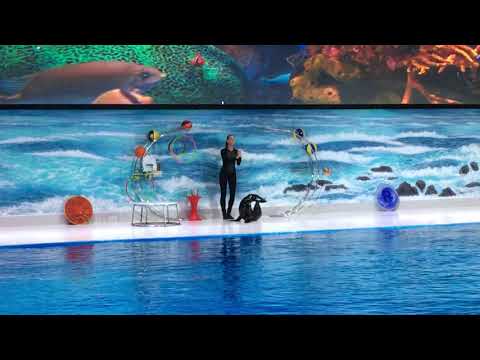 Dubai Dolphinarium | Seal Performance | Best Entertainment For Family | #Dubai #Tourism