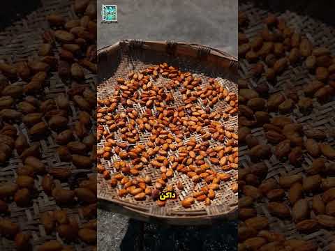 رحلة حبوب الكاكاو إلى الشوكولاتة الحقيقية