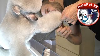 PELUQUERÍA CANINA CANICHE *CORTE ESTOCOLMO* TERRIER CLIP REALIZADO POR JUAN MARTÍNEZ