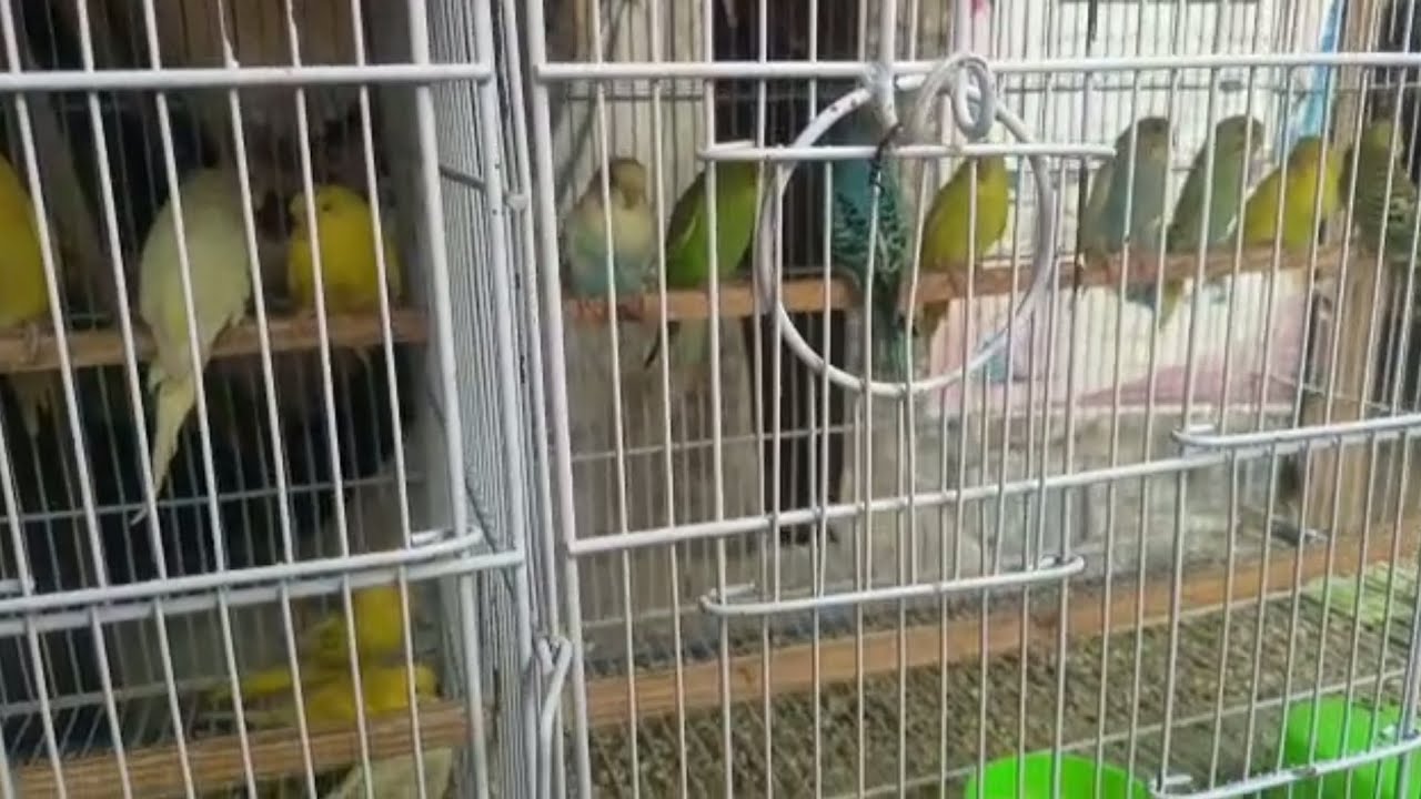 Birds Market at Sukkur Sindh Pakistan |