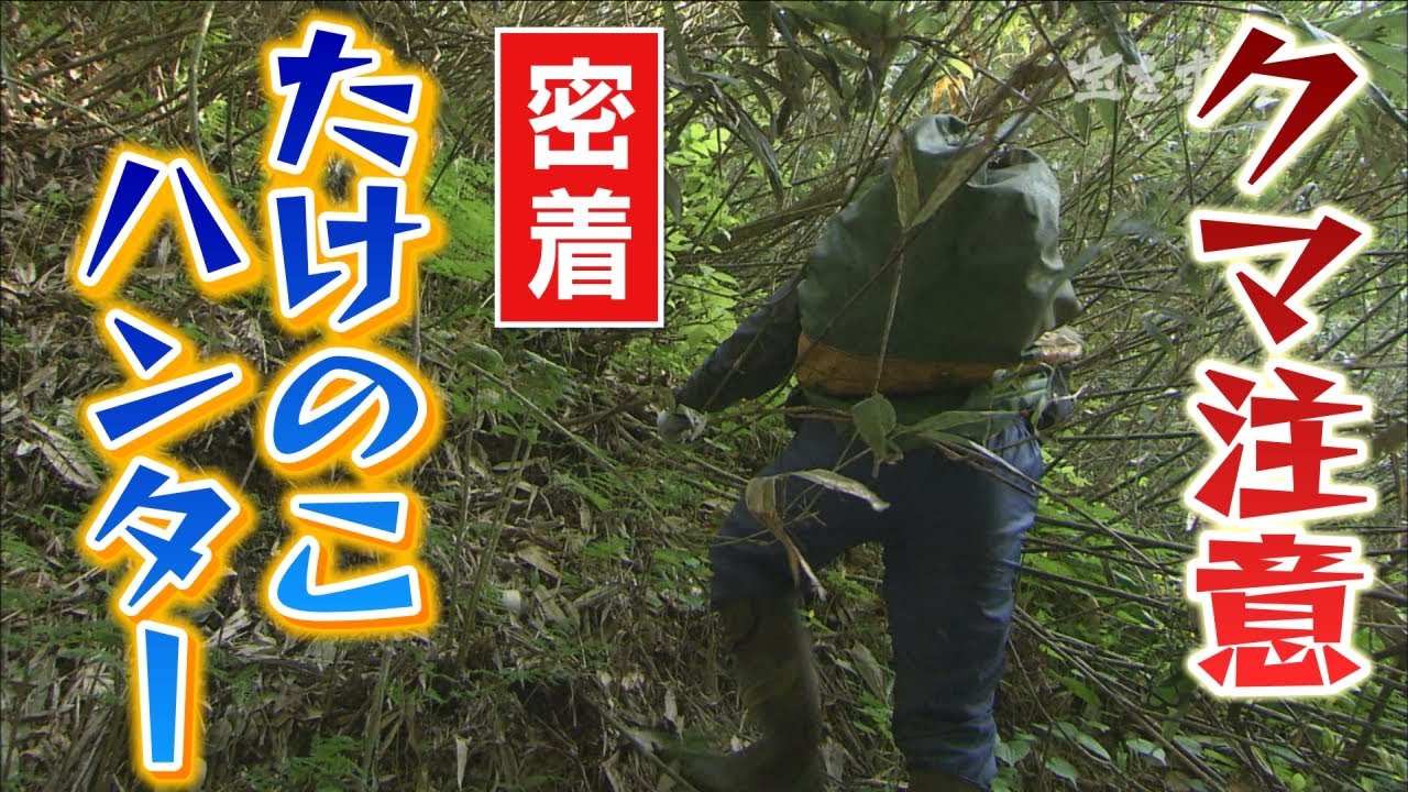 密着！たけのこハンター