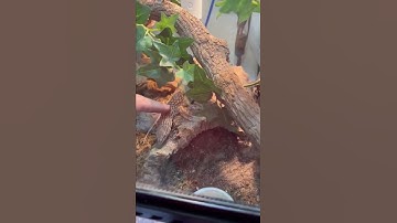 Monitor Lizard- Taming an Ackie  Part 3 #shorts #short