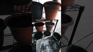 Can You ReUse old Potting Mixture?  I'll show you how