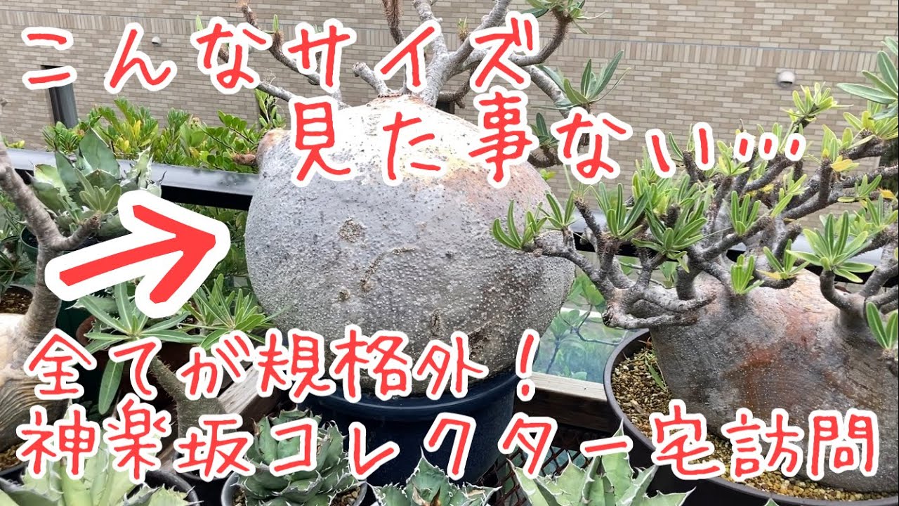 8 神楽坂のコレクターお宅訪問凄まじいグラキリスやアガベに言葉を失い