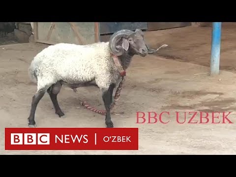 Ўзбекистон: қўчқор урушга қандай тайёрланади? - BBC Uzbek