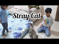 Stray cat got adopted becomes favourite pet  ms homegrown