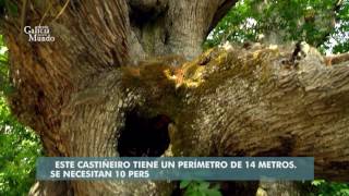 EL OTOÑO GALLEGO