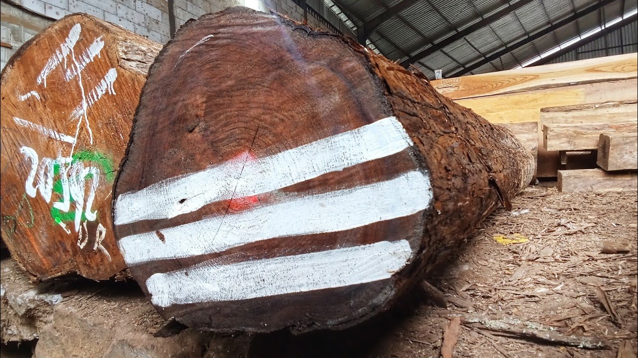 Bukan Tanpa Resiko, Pilihan Tepat Jadi Faktor Kunci. Beruntung Sekali Kayu Jati ini Full Galih.