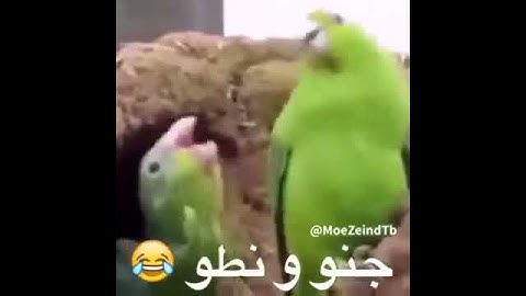 Thumbnail of Jeno noto el baba8a2en😂😂😂😂😂😂