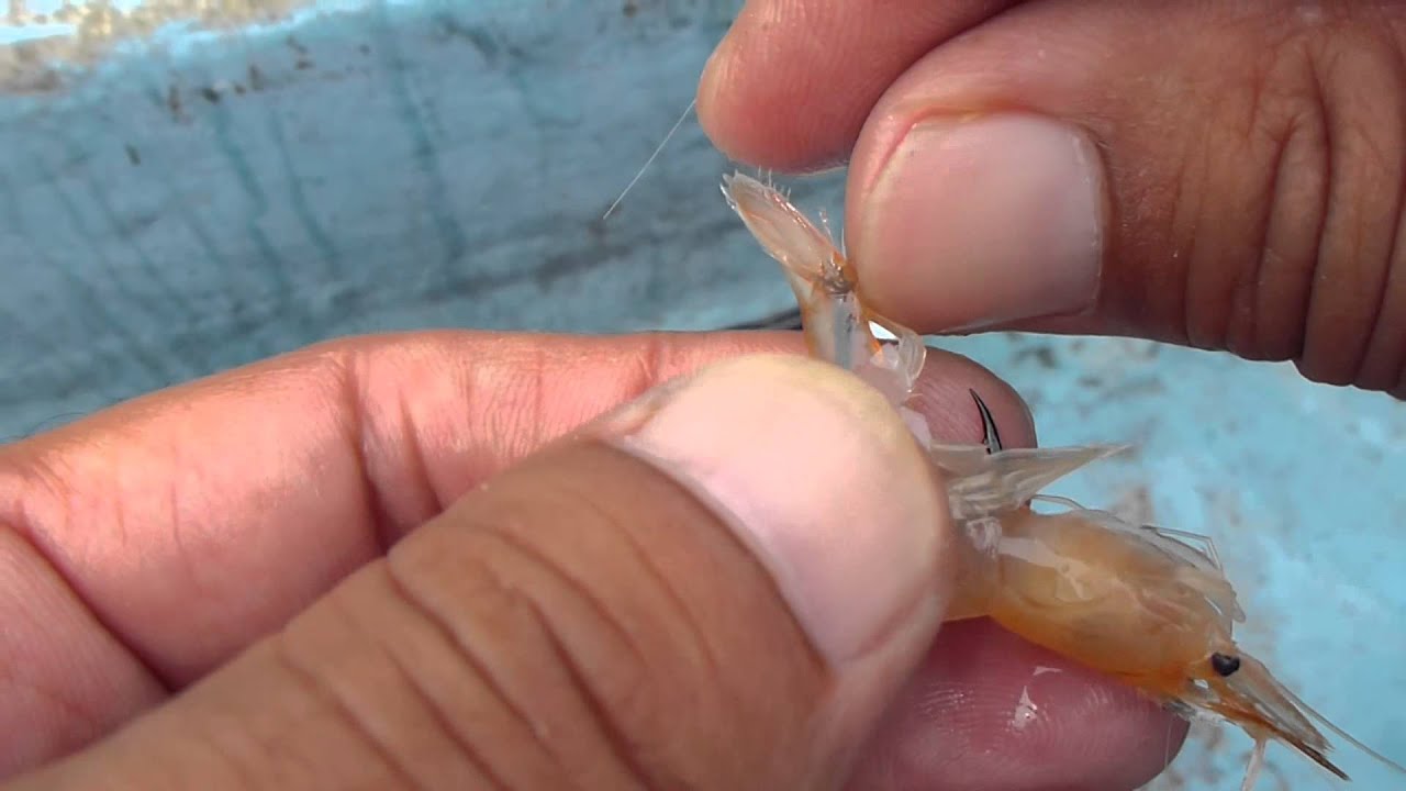 くわせ丸えび その1 Youtube くわせ丸えび その1 Youtube