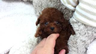 micro mini poodle cost