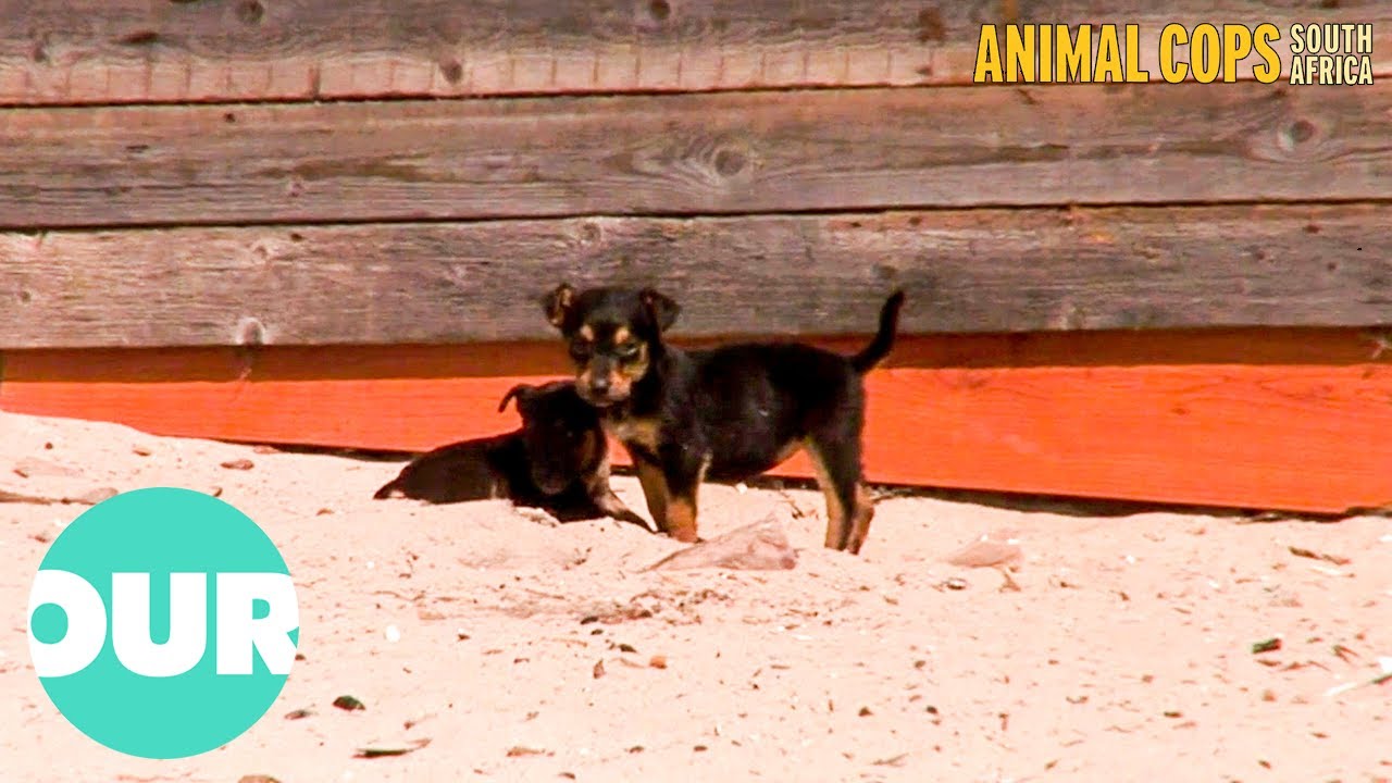 Can The Team Rescue Abandoned Animals In Need Of Help? | Animal Cops South Africa Ep3 | Our World