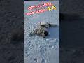 Winter fun Hundeglück Spaziergang happy dog #stbernard #funnydog #dog #Hund #winterspecial #shorts