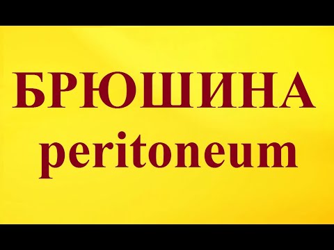 Брюшина. Cтроение человека