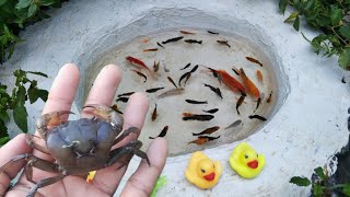 Wowww.. Find Fierce Rice Crabs, Catch Molly Fish, Koi, Goldfish, Guppy And Find Lots Of Cute Toys
